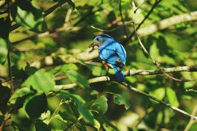 Blue bird perching on branch