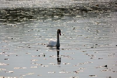 Swan swimming on lake