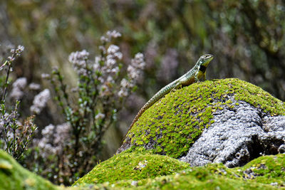 Close-up of lizard on rock