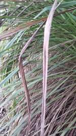 Full frame shot of bamboo on field