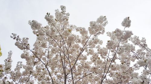 Low angle view of flower tree against sky