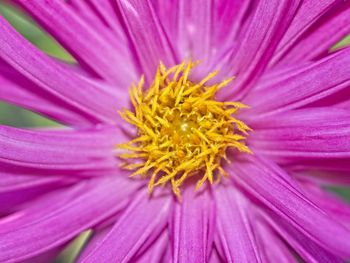 Close-up of pink flower