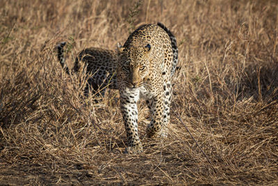 Cat walking in grass