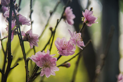 Close-up of pink flowering plant