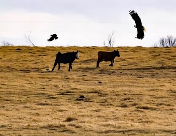 Birds flying over field against sky