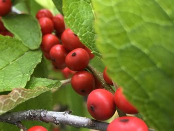 Close-up of cherries on tree