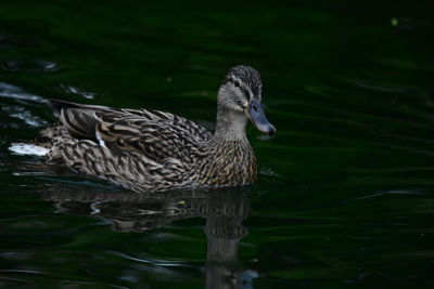 Duck swimming in lake