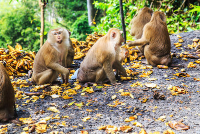 View of monkey sitting on tree