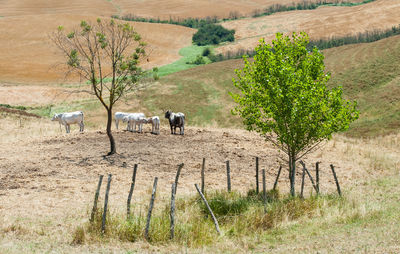 View of a sheep on field