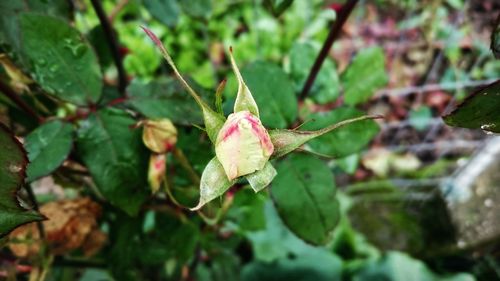 Close-up of pink flower on plant