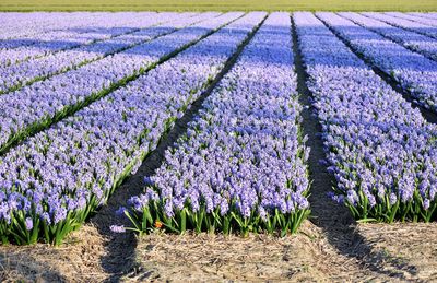 Hyacinths fields in lisse holland