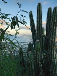 Plants growing on field against sky