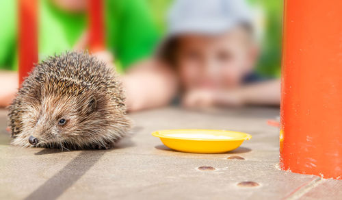 Close-up of hedgehog with boy in background