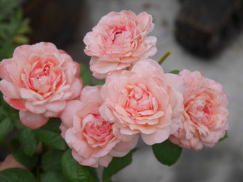 Close-up of pink rose bouquet