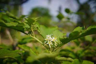 Close-up of white flowering plant