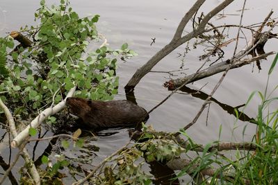 High angle view of beaver in lake 