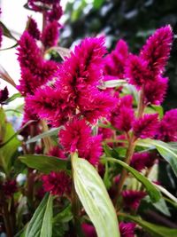 Close-up of purple flowers blooming outdoors