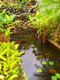 High angle view of leaves floating on lake
