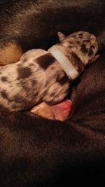 High angle view of dog sleeping at home