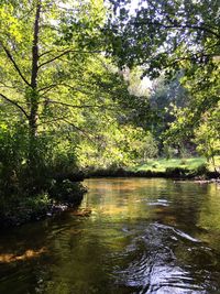 Scenic view of lake in forest