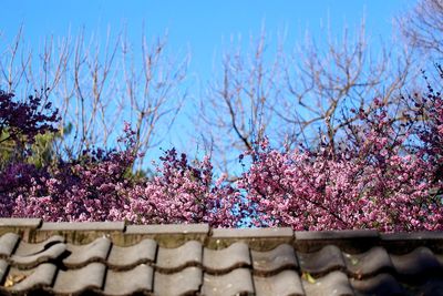 Pink flowers on tree