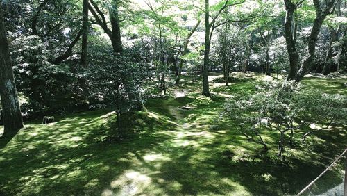 Trees growing in forest