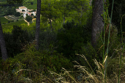 Scenic view of forest