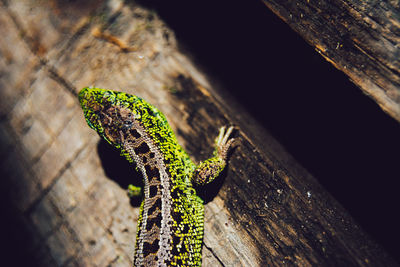 High angle view of lizard on wooden surface