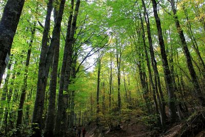 Trees in forest