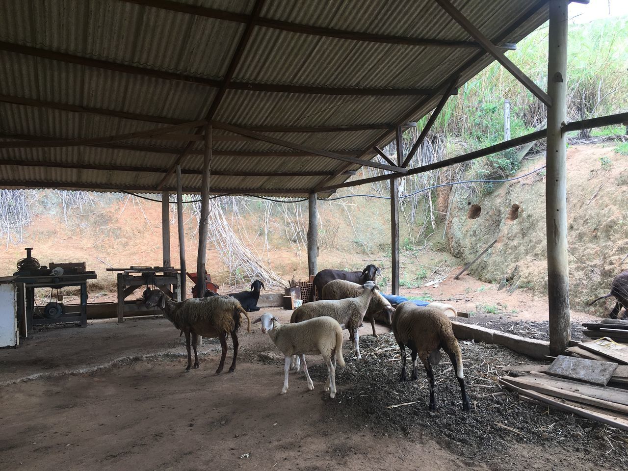 HORSES IN CORRIDOR OF TREES