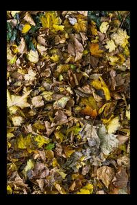 Close-up of yellow maple leaves