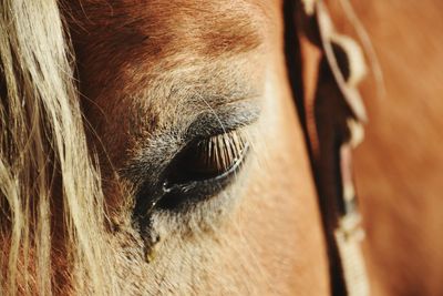 Extreme close up of animal eye