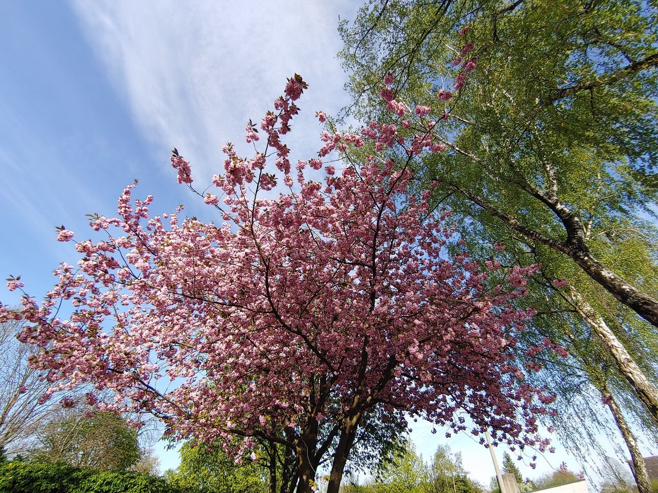 tree, plant, low angle view, beauty in nature, sky, growth, flower, flowering plant, nature, branch, blossom, day, fragility, no people, freshness, pink color, springtime, cloud - sky, outdoors, vulnerability, cherry blossom, cherry tree, spring