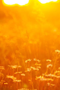 Close-up of yellow flowering plants on field during sunset