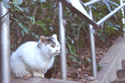 Low angle view of stray cat looking away