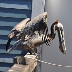 Close-up of bird perching