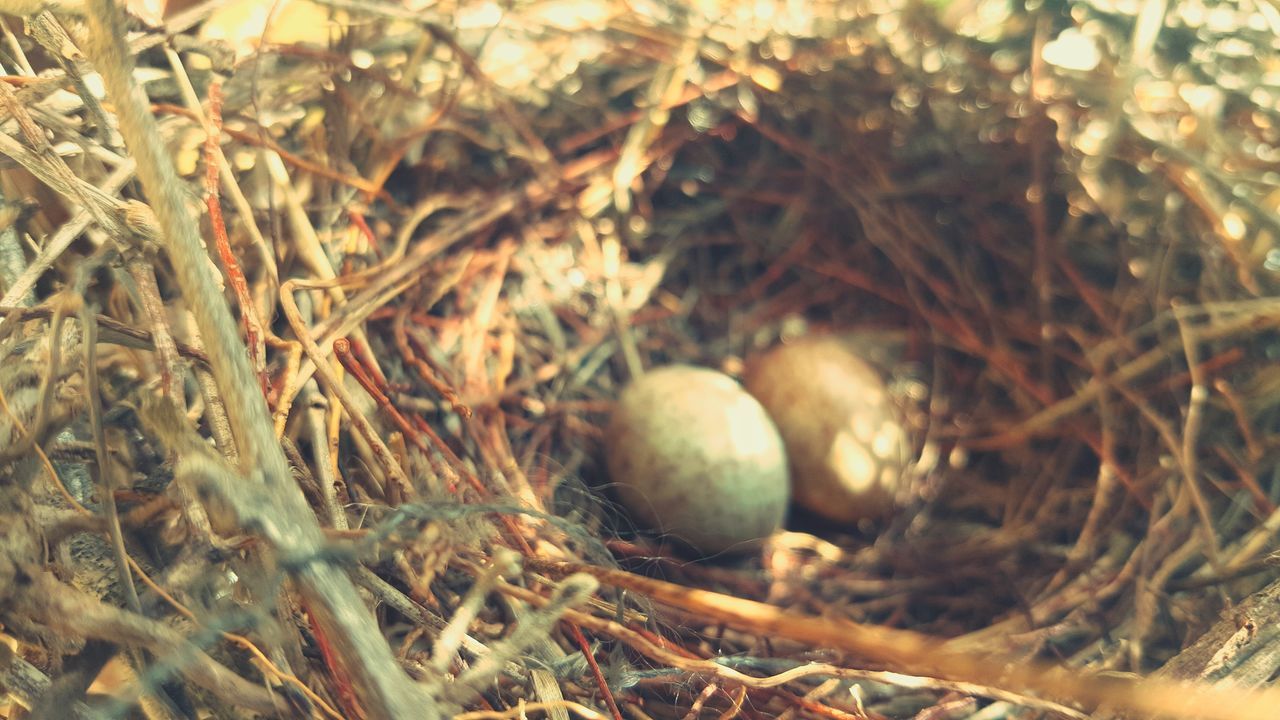 Bird eggs photography