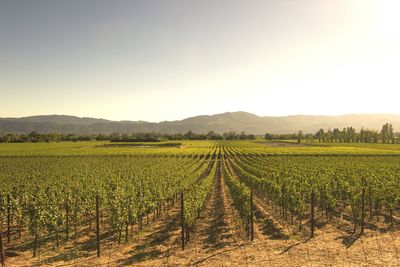 Scenic view of vineyard against clear sky