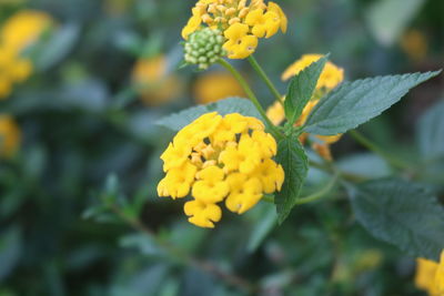 Close-up of yellow flowering plant