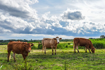 Cows standing in a field