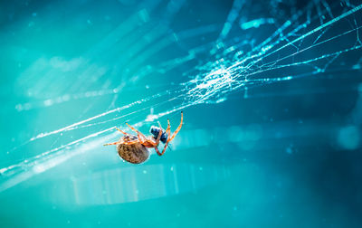 Close-up of spider on web