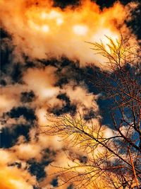 Low angle view of silhouette trees against sky during sunset