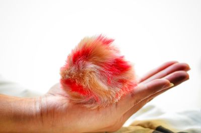 Cropped hand of woman holding fur at table against white background