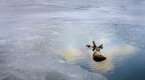 Bird swimming in lake