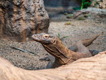 Close-up shot of a komodo dragon at the woodland park zoo in seattle, washington.