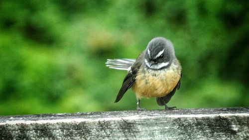 Close-up of bird perching on white background