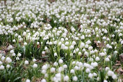 Close-up of white flowering plants on field