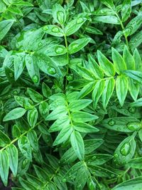 Full frame shot of fresh green plants