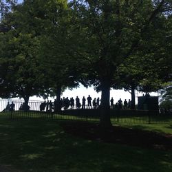 Trees growing in park