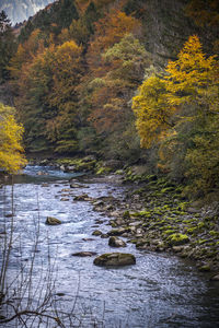 Autumn trees by river in forest